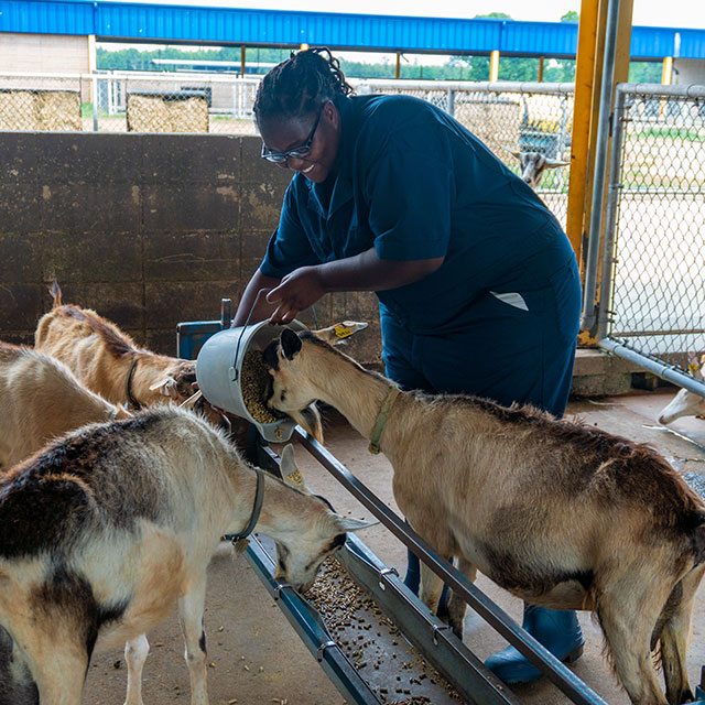 Teenage girl feeds goats as part of one of the Black Farmers’ Network initiatives.